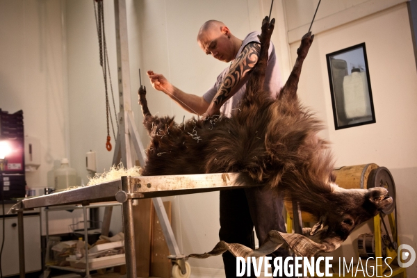 Ateiers de taxidermie du muséum d histoire naturelle à Paris