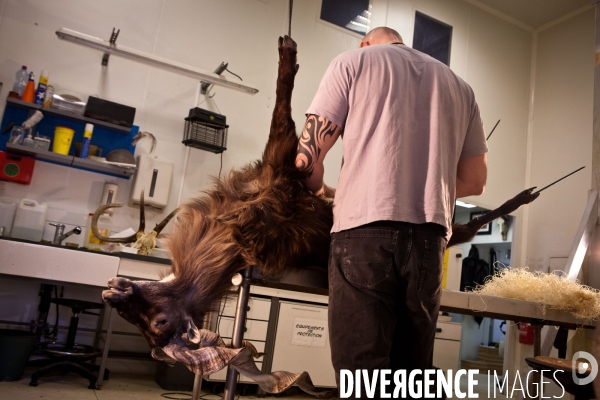 Ateiers de taxidermie du muséum d histoire naturelle à Paris