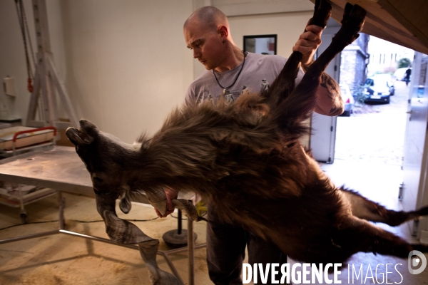 Ateiers de taxidermie du muséum d histoire naturelle à Paris