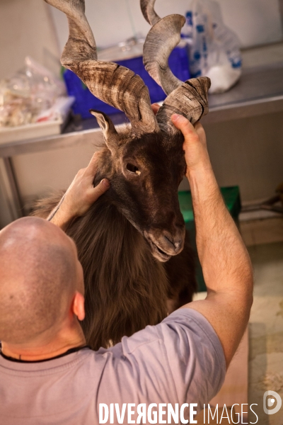 Ateiers de taxidermie du muséum d histoire naturelle à Paris