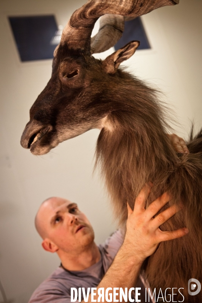 Ateiers de taxidermie du muséum d histoire naturelle à Paris