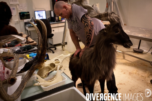 Ateiers de taxidermie du muséum d histoire naturelle à Paris