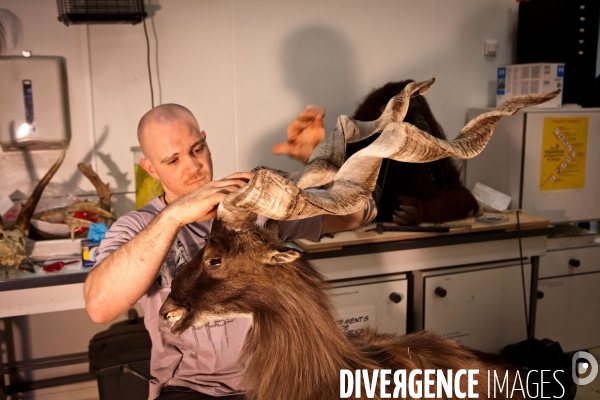 Ateiers de taxidermie du muséum d histoire naturelle à Paris