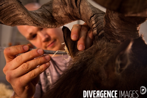 Ateiers de taxidermie du muséum d histoire naturelle à Paris