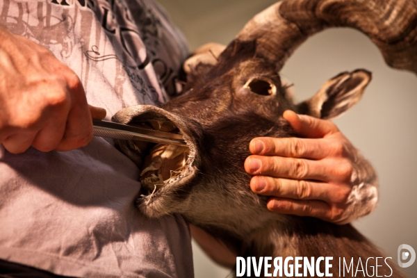 Ateiers de taxidermie du muséum d histoire naturelle à Paris