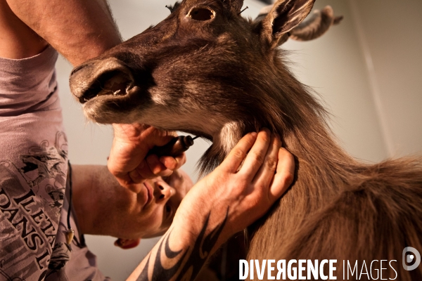 Ateiers de taxidermie du muséum d histoire naturelle à Paris