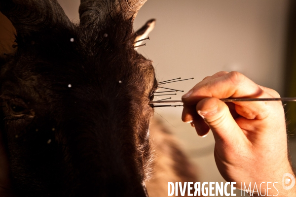 Ateiers de taxidermie du muséum d histoire naturelle à Paris