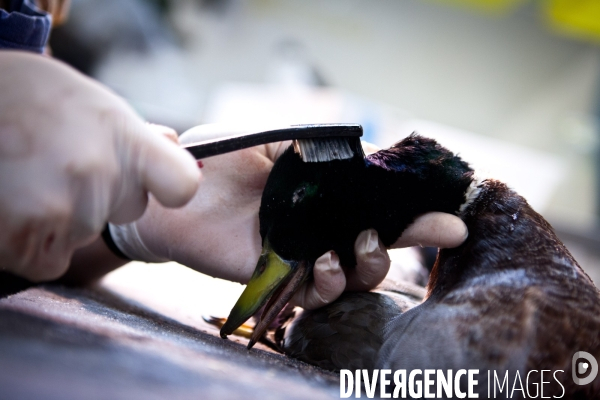 Ateiers de taxidermie du muséum d histoire naturelle à Paris