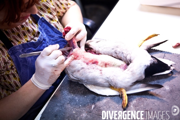 Ateiers de taxidermie du muséum d histoire naturelle à Paris