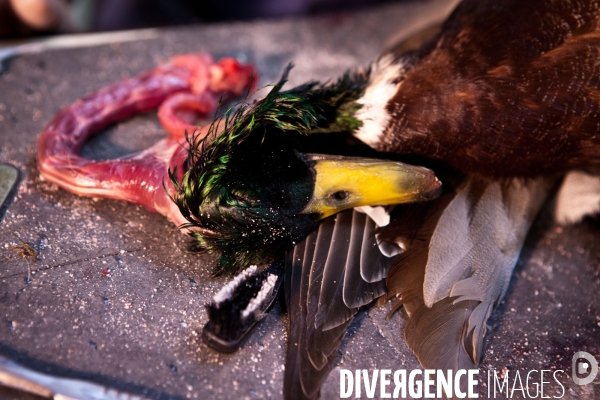 Ateiers de taxidermie du muséum d histoire naturelle à Paris