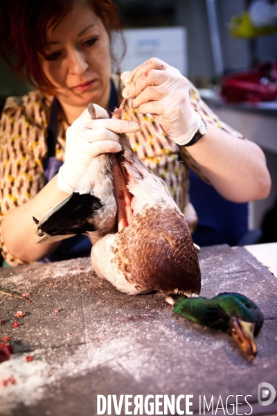 Ateiers de taxidermie du muséum d histoire naturelle à Paris