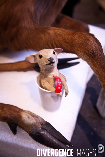 Ateiers de taxidermie du muséum d histoire naturelle à Paris