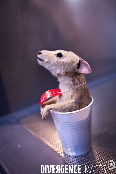 Ateiers de taxidermie du muséum d histoire naturelle à Paris