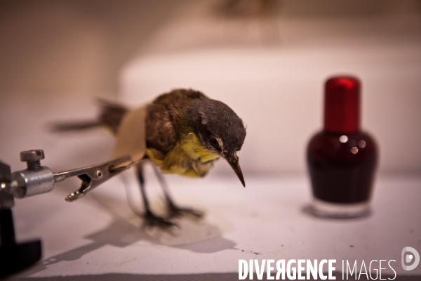 Ateiers de taxidermie du muséum d histoire naturelle à Paris