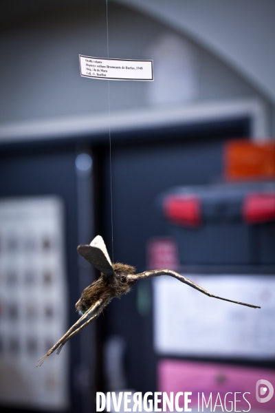 Ateiers de taxidermie du muséum d histoire naturelle à Paris