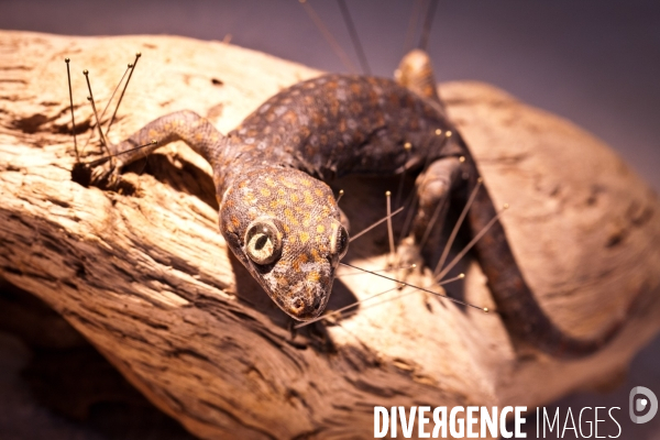 Ateiers de taxidermie du muséum d histoire naturelle à Paris