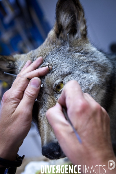 Ateiers de taxidermie du muséum d histoire naturelle à Paris