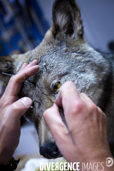 Ateiers de taxidermie du muséum d histoire naturelle à Paris