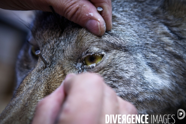 Ateiers de taxidermie du muséum d histoire naturelle à Paris