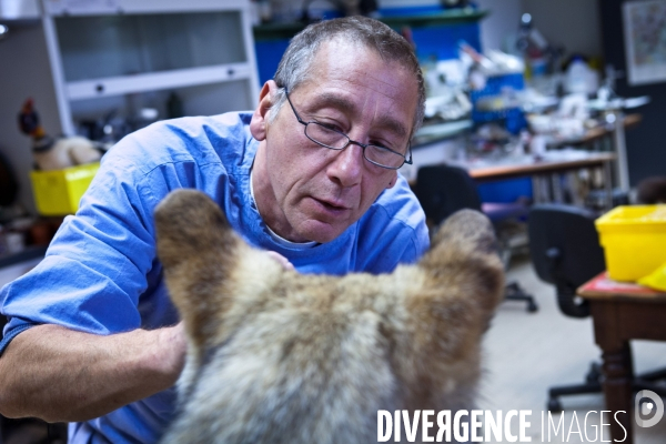 Ateiers de taxidermie du muséum d histoire naturelle à Paris