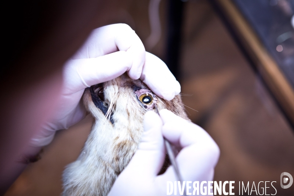 Ateiers de taxidermie du muséum d histoire naturelle à Paris