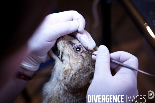 Ateiers de taxidermie du muséum d histoire naturelle à Paris