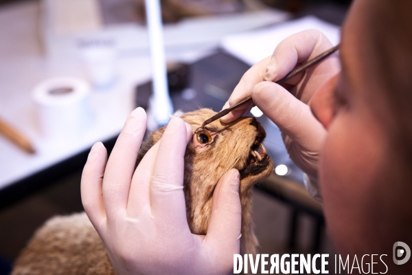 Ateiers de taxidermie du muséum d histoire naturelle à Paris