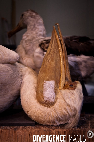 Ateiers de taxidermie du muséum d histoire naturelle à Paris