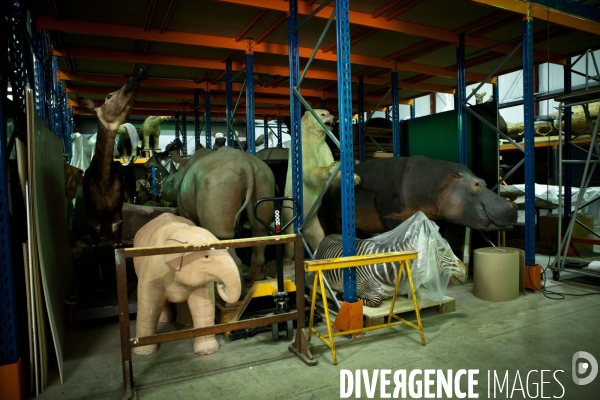 Ateiers de taxidermie du muséum d histoire naturelle à Paris