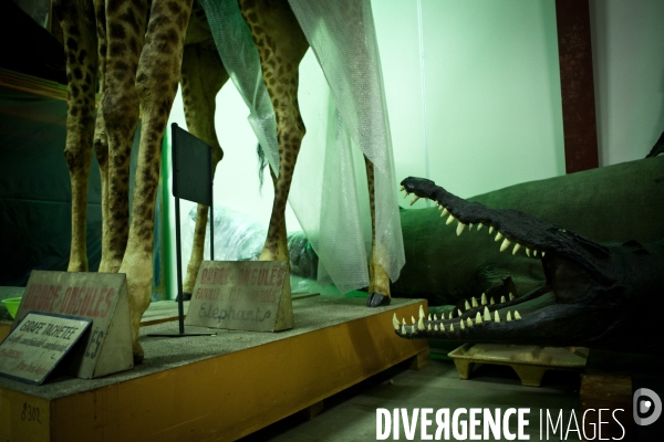 Ateiers de taxidermie du muséum d histoire naturelle à Paris