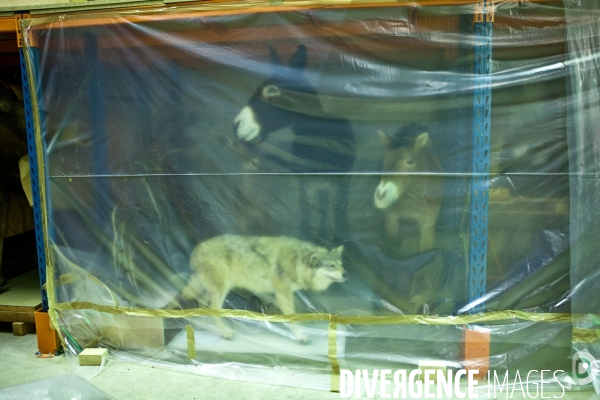 Ateiers de taxidermie du muséum d histoire naturelle à Paris