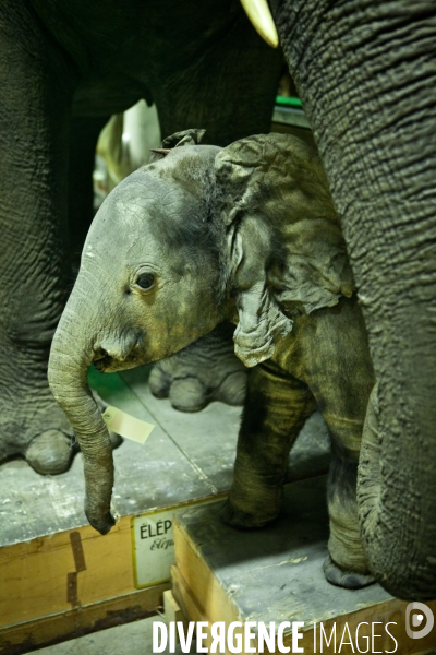 Ateiers de taxidermie du muséum d histoire naturelle à Paris