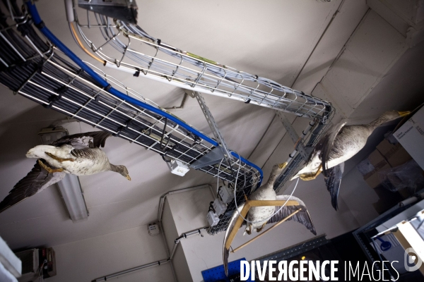 Ateiers de taxidermie du muséum d histoire naturelle à Paris