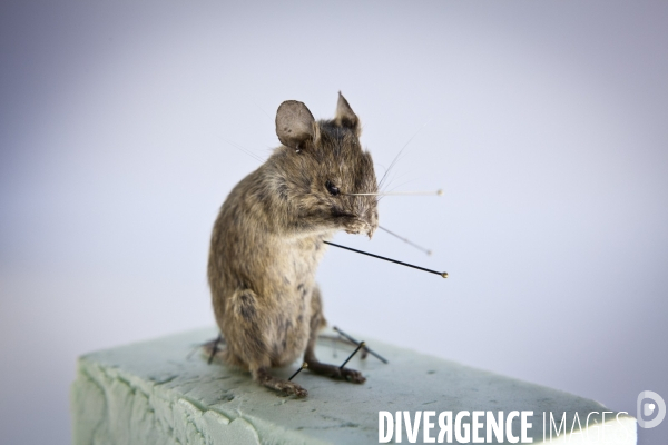 Ateiers de taxidermie du muséum d histoire naturelle à Paris
