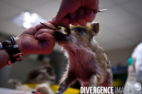 Ateiers de taxidermie du muséum d histoire naturelle à Paris