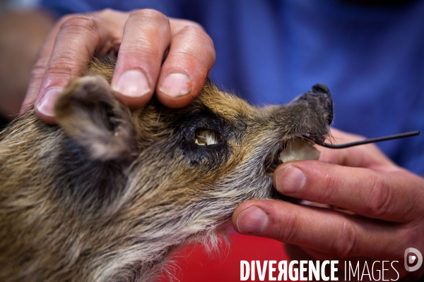 Ateiers de taxidermie du muséum d histoire naturelle à Paris