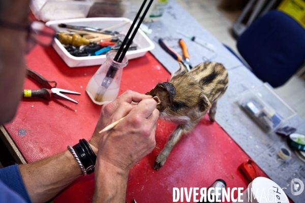 Ateiers de taxidermie du muséum d histoire naturelle à Paris