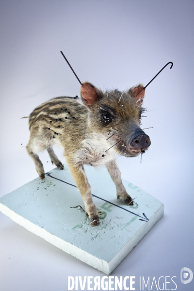 Ateiers de taxidermie du muséum d histoire naturelle à Paris