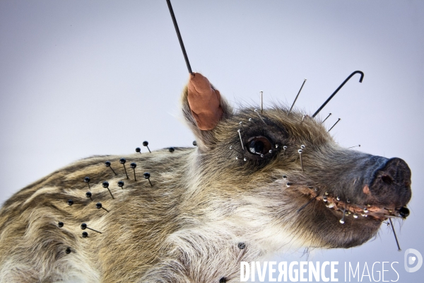 Ateiers de taxidermie du muséum d histoire naturelle à Paris