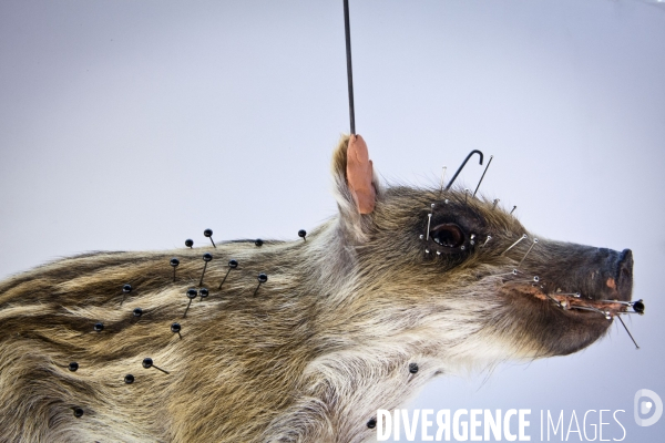 Ateiers de taxidermie du muséum d histoire naturelle à Paris