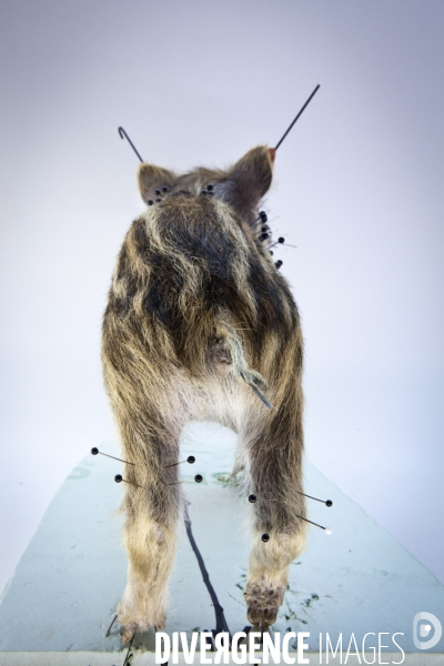 Ateiers de taxidermie du muséum d histoire naturelle à Paris