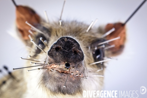 Ateiers de taxidermie du muséum d histoire naturelle à Paris