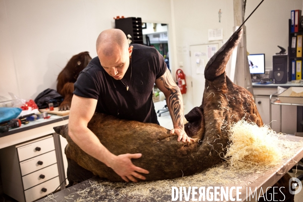 Ateiers de taxidermie du muséum d histoire naturelle à Paris