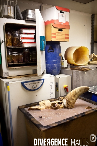 Ateiers de taxidermie du muséum d histoire naturelle à Paris