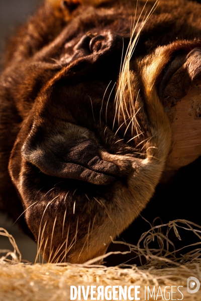 Ateiers de taxidermie du muséum d histoire naturelle à Paris