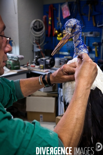 Ateiers de taxidermie du muséum d histoire naturelle à Paris