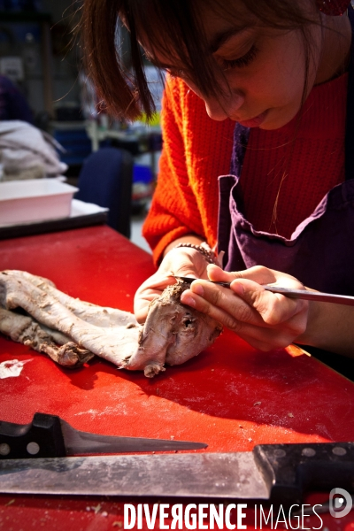 Ateiers de taxidermie du muséum d histoire naturelle à Paris