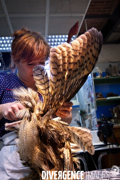 Ateiers de taxidermie du muséum d histoire naturelle à Paris