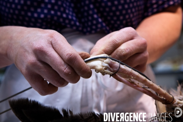 Ateiers de taxidermie du muséum d histoire naturelle à Paris