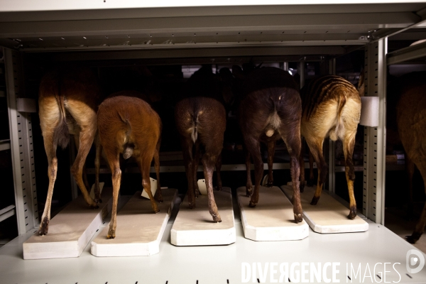 Ateiers de taxidermie du muséum d histoire naturelle à Paris